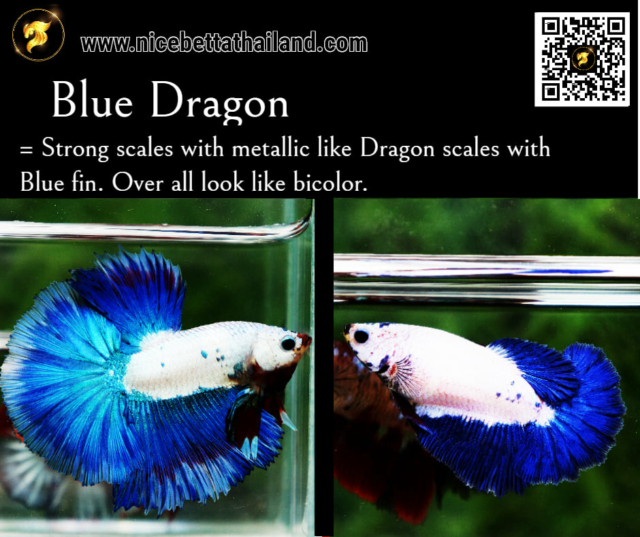 20-blue-dragon