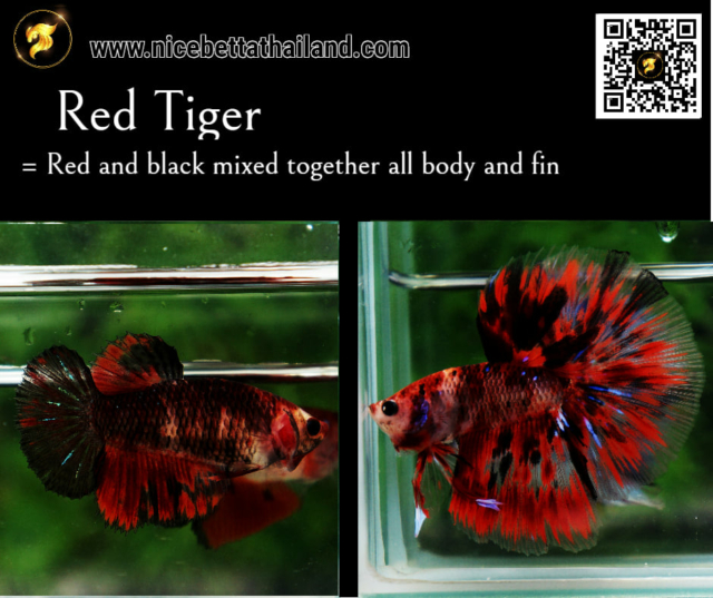 22-red-tiger