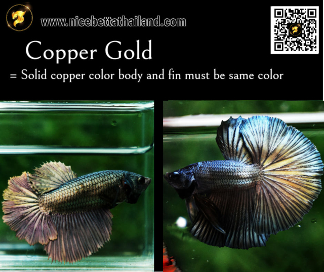 23-copper-gold
