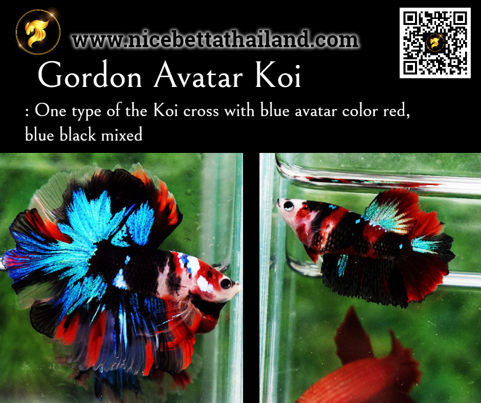 27-gordon-avatar-koi