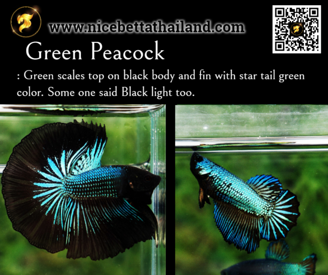31. Green Peacock