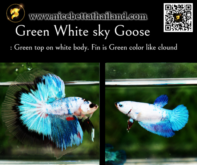 32. Green White sky Goose