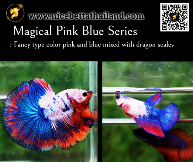 33. Magical Pink Blue Series