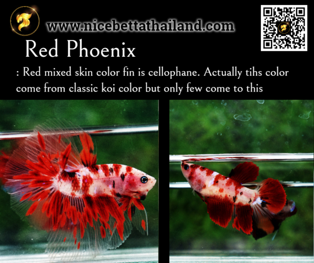 35. Red Phoenix