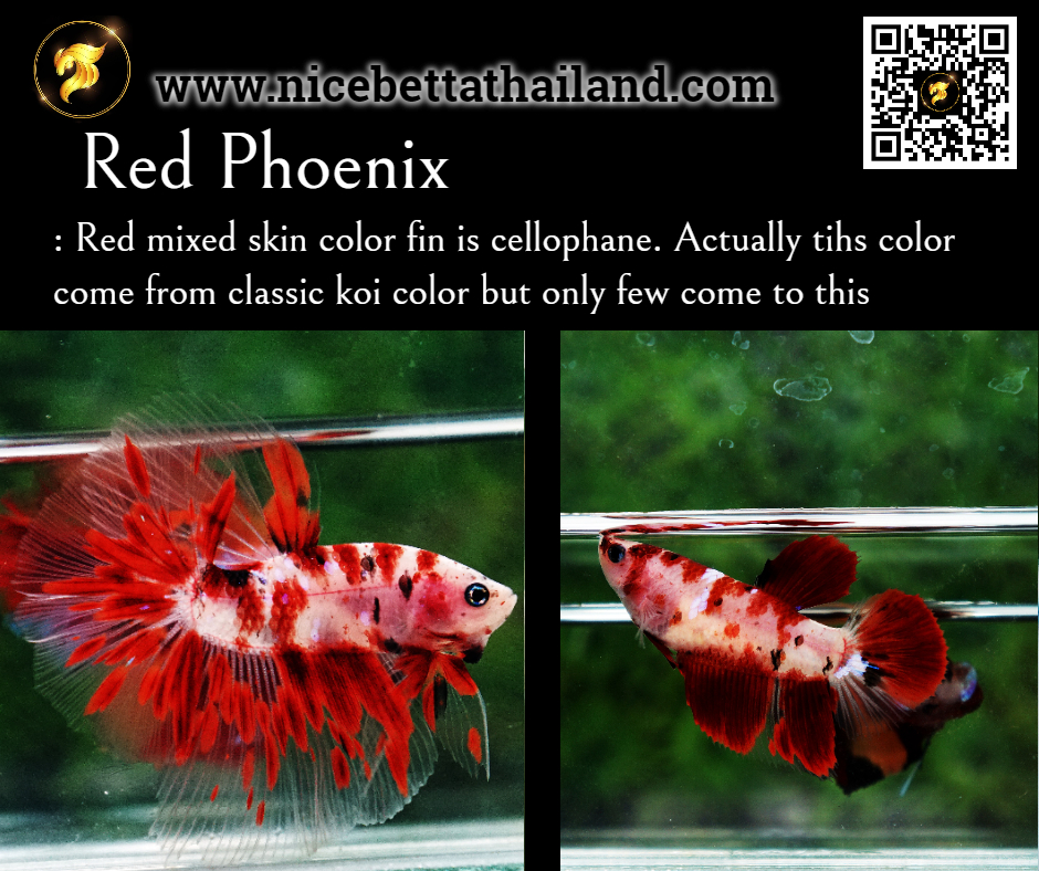 35-red-phoenix