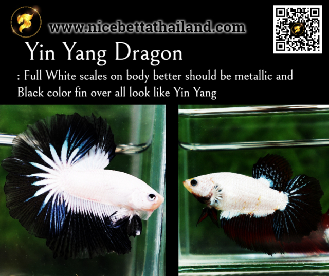 36-yin-yang-dragon