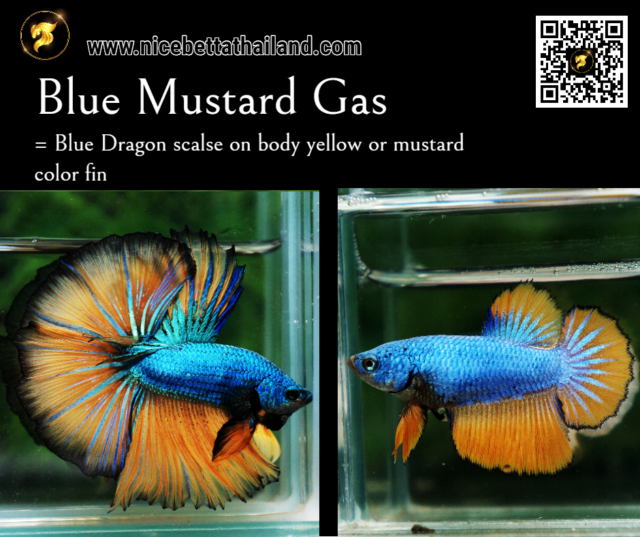 4-blue-mustard-gas