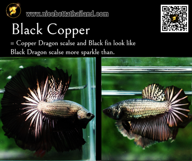 6-black-copper