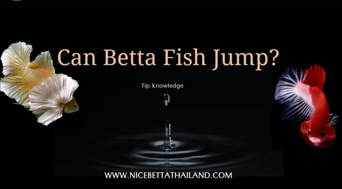 can-betta-fish-jump