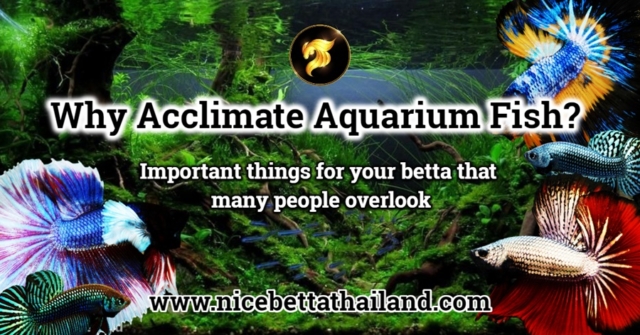 acclimate-aquarium-fish