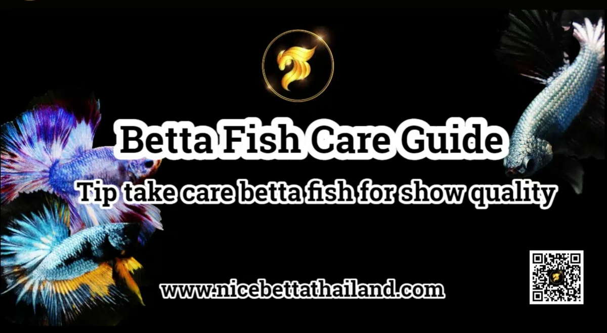 betta-fish-care-guide