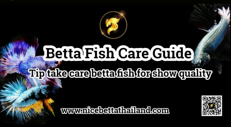 Betta Fish Care Guide