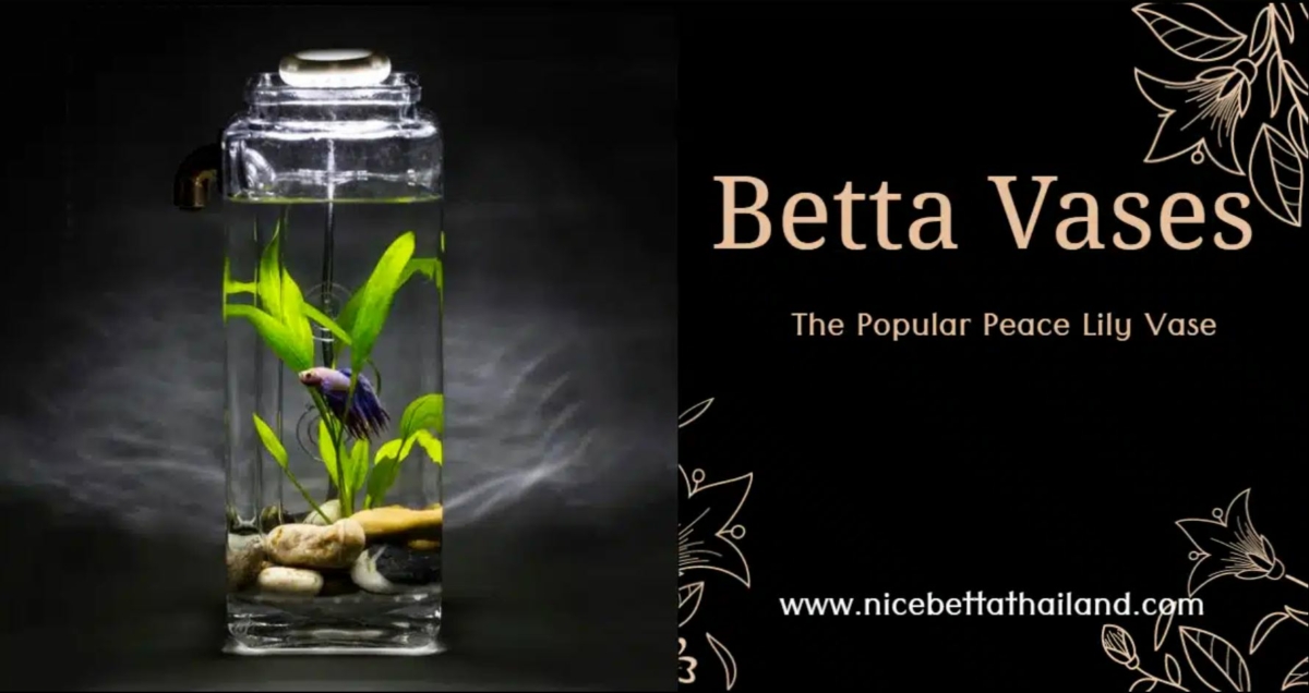 betta-vases-the-popular-peace-lily-betta-vases-the-set-up-generally-consists-of-a-clear-glass-vase-stuffed-with-a-peace-lily-and-a-betta-fish-the-lilys-roots-hang-down-into-the-water-below-w