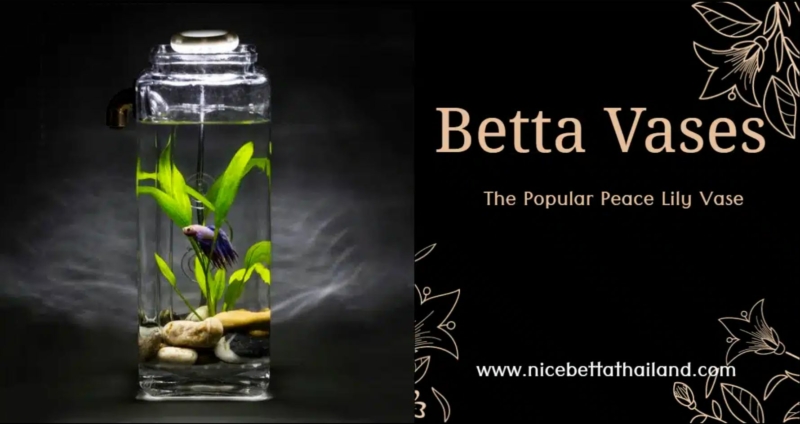 Betta Vases The Popular Peace Lily betta Vases The set up generally consists of a clear glass vase stuffed with a Peace Lily and a Betta fish. The lily’s roots hang down into the water below where the Betta is kept. Sometimes the vase will contain marbles or gravel on the bottom. Often the arrangement contains instructions stating that the fish can live by chewing on the roots of the plant and only requires weekly water changes with dechlorinated water.