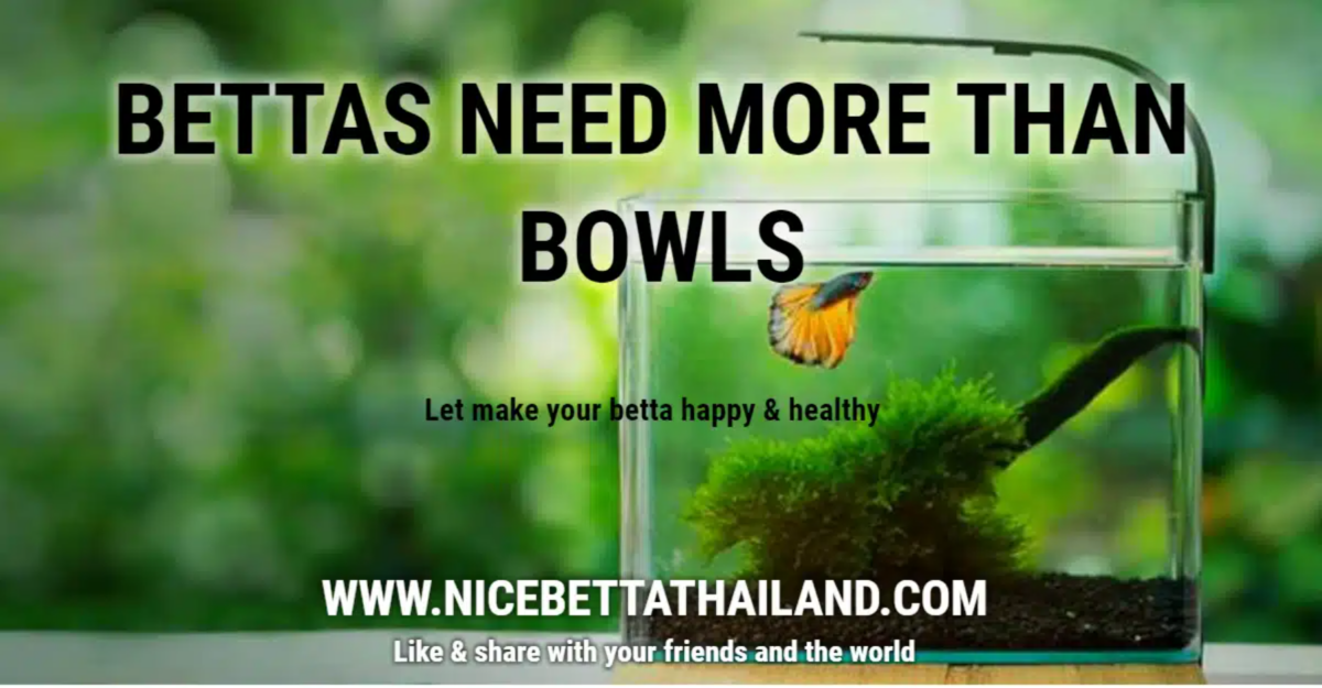 betta-fish-need-more-than-bowls