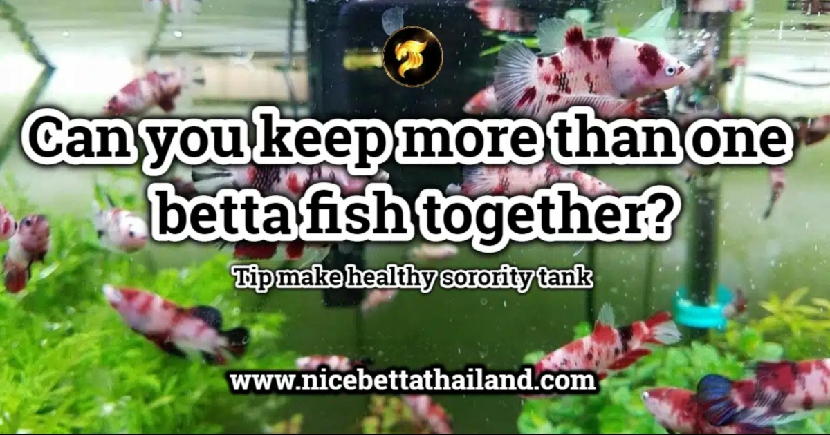 can-you-keep-more-than-one-betta-fish-together