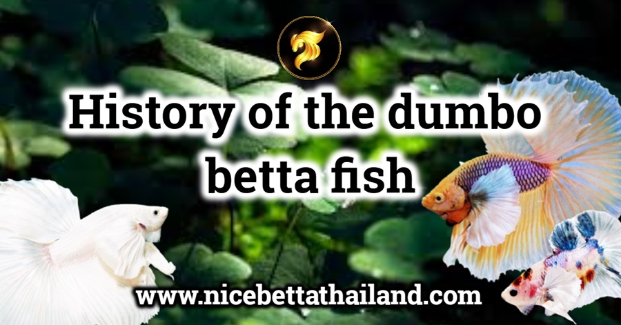 history-of-the-dumbo-betta-fish