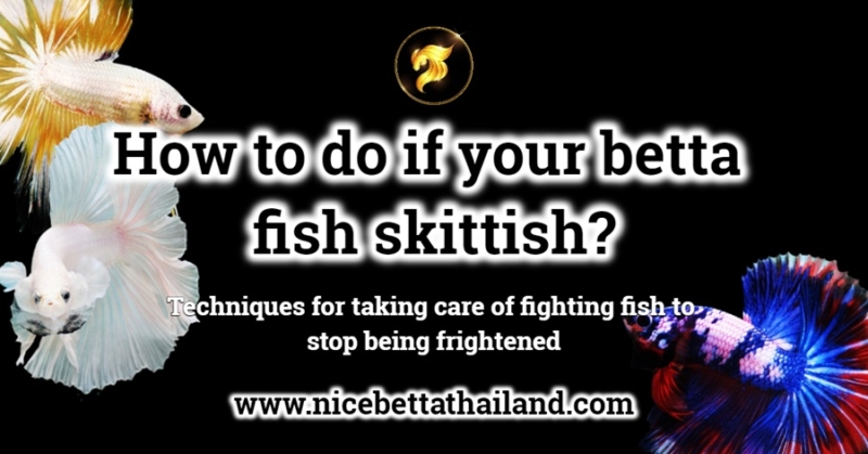 How to do if your betta fish skittish