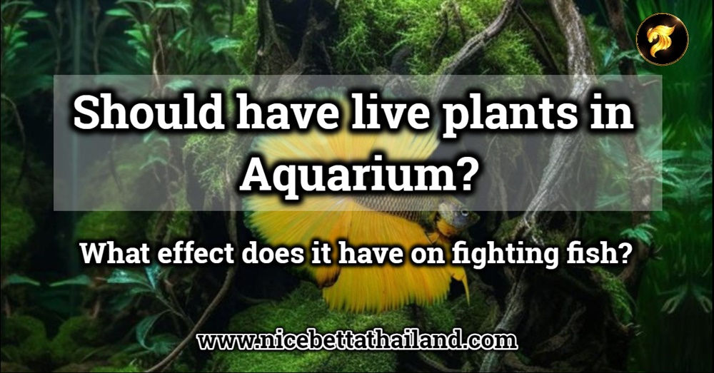 live-plants-in-my-betta-fish-betta-fish-tank