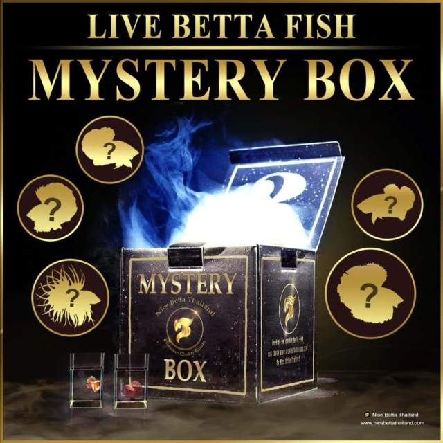 Mystery box live betta fish high quality