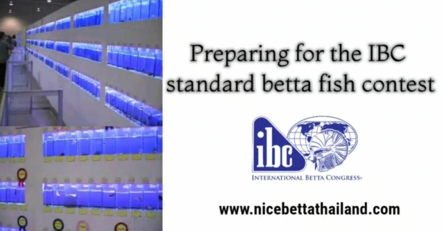 preparing-for-the-ibc-standard-betta-fish-contest