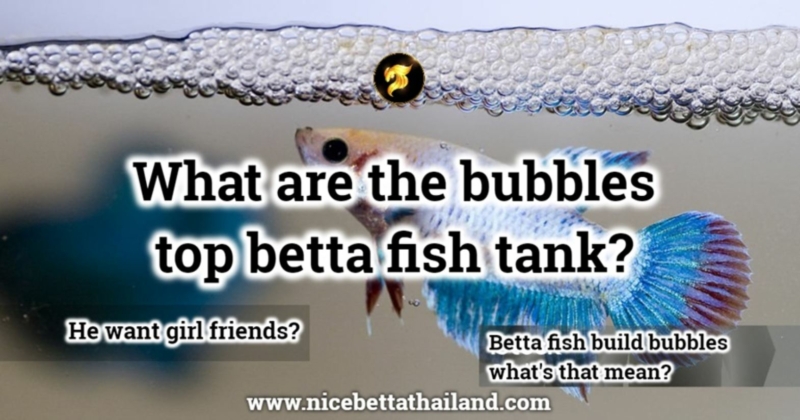 What are the bubbles top betta fish tank