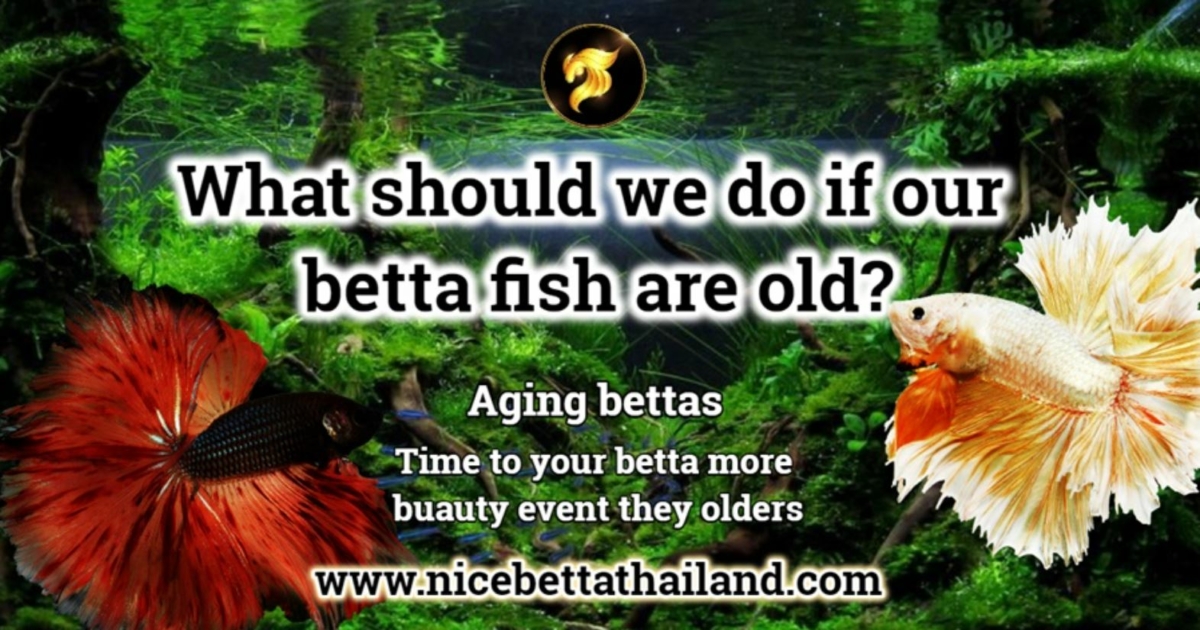 what-should-we-do-if-our-betta-fish-are-old