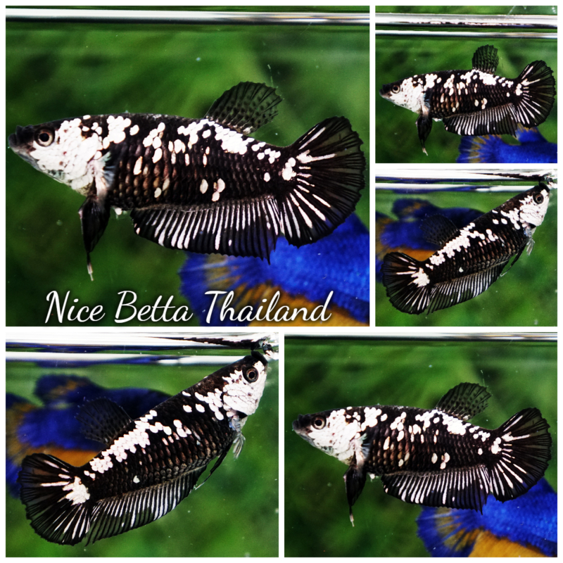 r11-011 Betta fish Female Black mambar Samurai HMPK