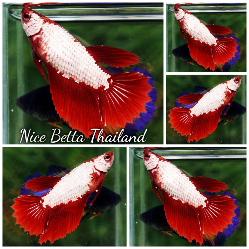 r11-0110 Betta fish Female Red Dragon HM