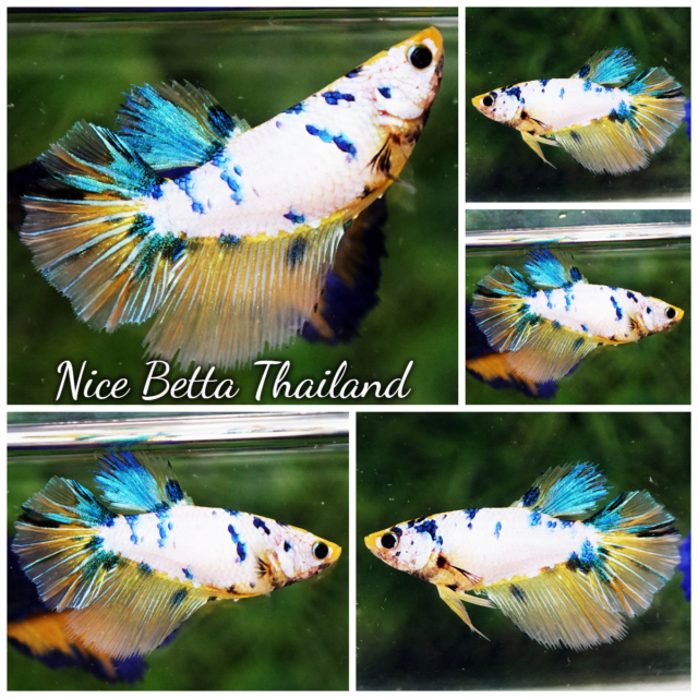 r11-012-betta-fish-female-gold-blue-marble-hm