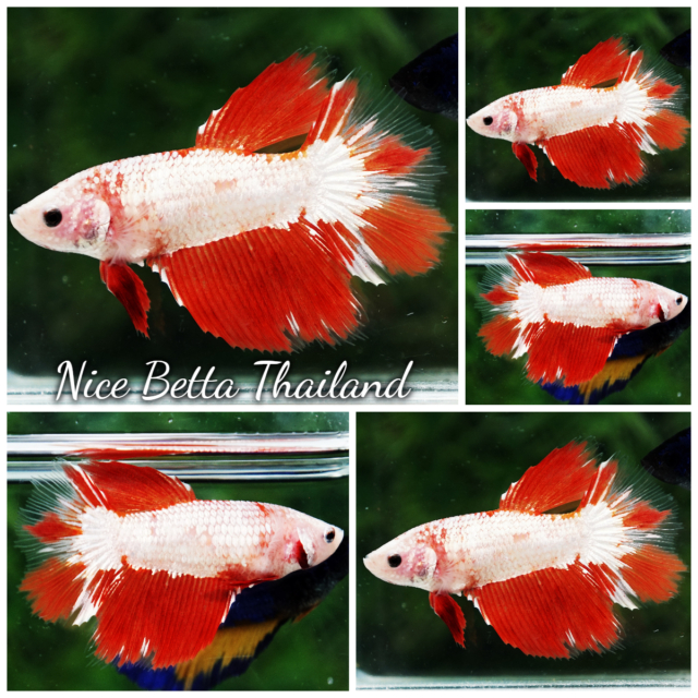 r11-013-betta-fish-female-fire-dragon-hm