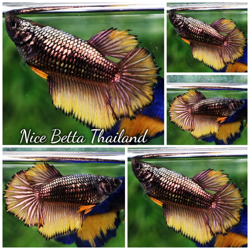 r11-014 Betta fish Female Yellow Copper Dragon HM