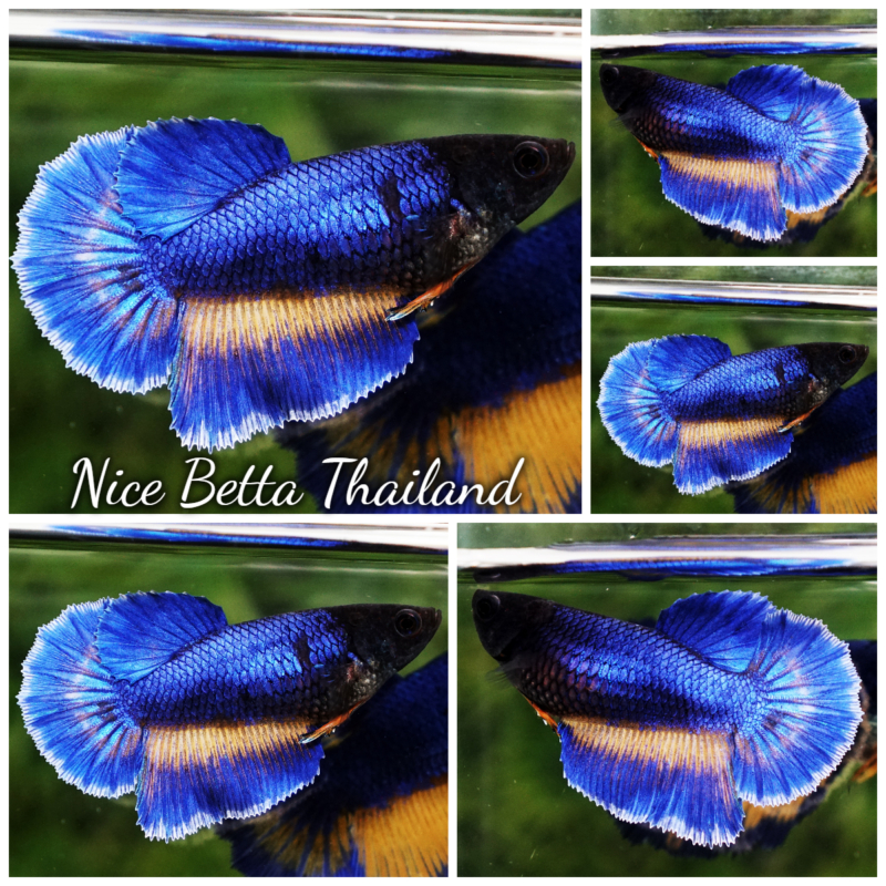 r11-015 Betta fish Female Blue Mustard Gas Ninja Head HM