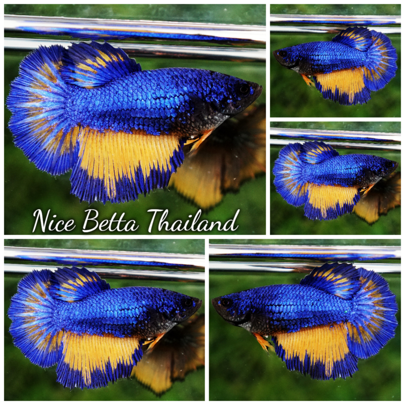 r11-016 Betta fish Queen Blue Mustard Gas Butterfly HM