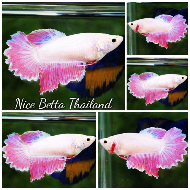 r11-017-betta-fish-snow-pink-rosetail-hm