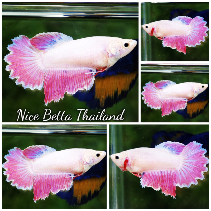 r11-017 Betta fish Snow Pink Rosetail HM