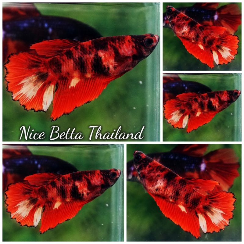 r11-019 Betta fish Female Red Tiger HM