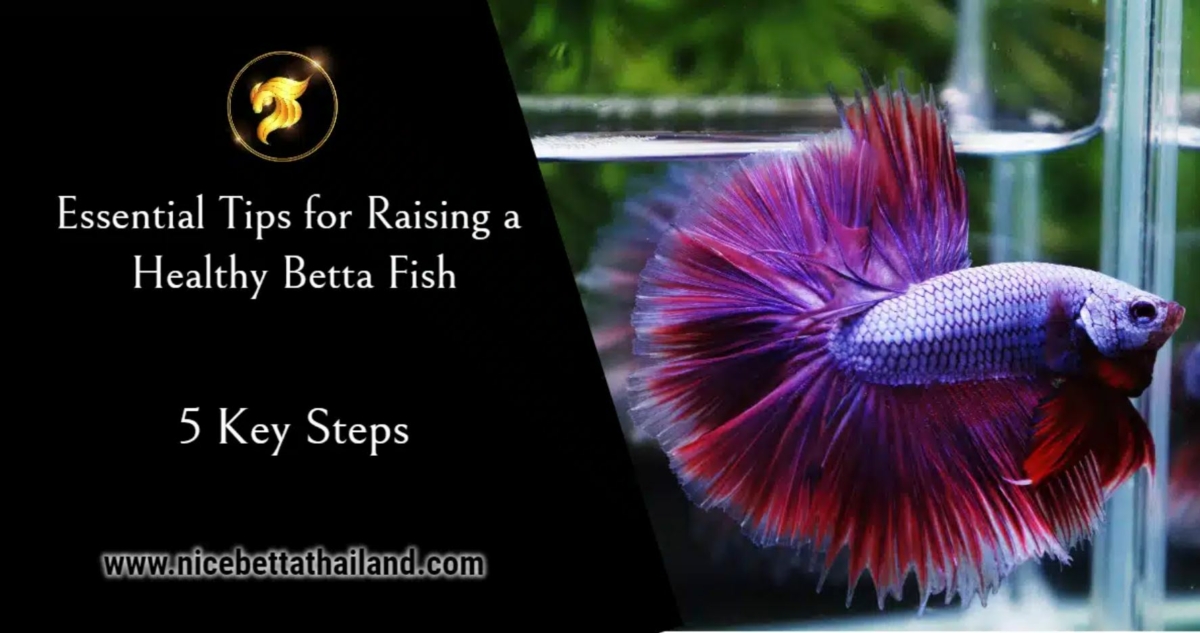 5-key-steps-tips-for-raising-a-healthy-betta-fish