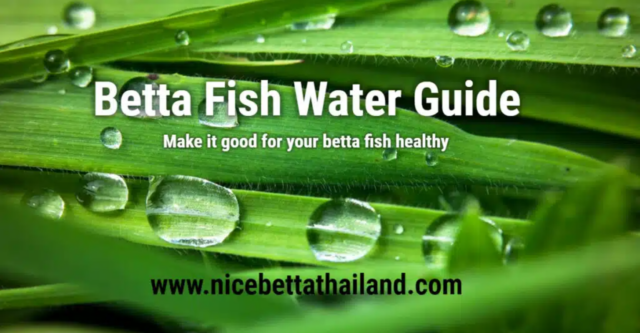 5 Min guide make good betta fish water