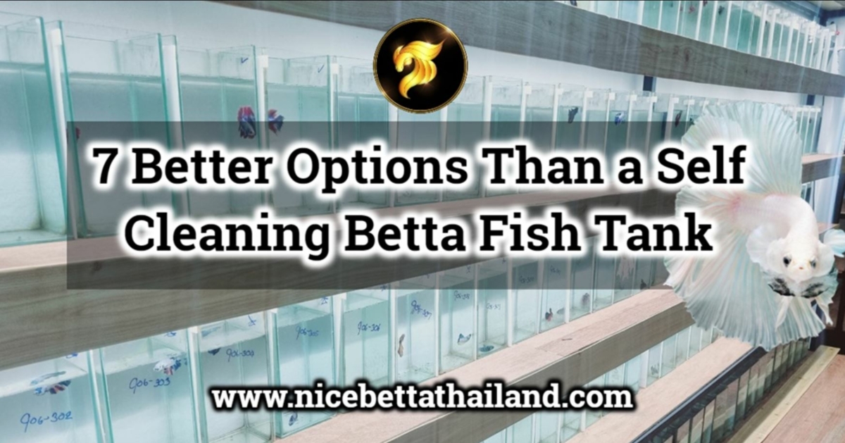 7-better-options-than-a-self-cleaning-betta-fish-tank