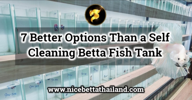 7 Better Options Than a Self Cleaning Betta Fish Tank