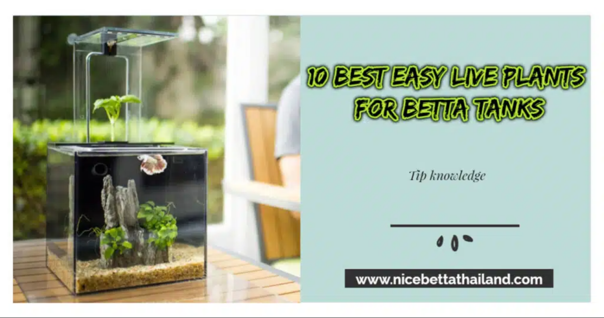 best-plants-for-betta-fish-aquarium