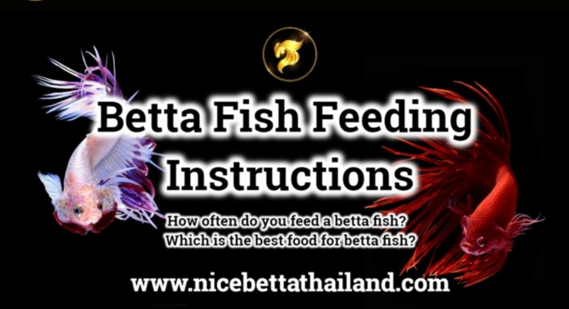 Betta Fish Feeding Instructions