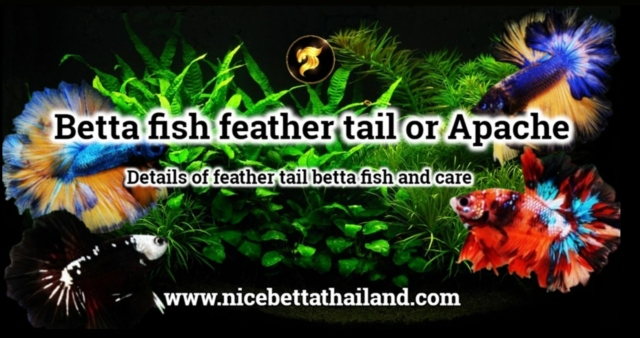 Betta fish feather tail or Apache