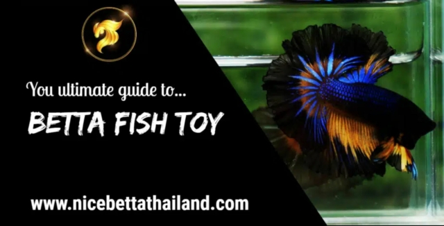 Betta fish toy for your aquarium