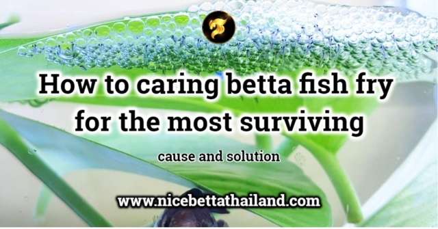 Caring betta fish fry