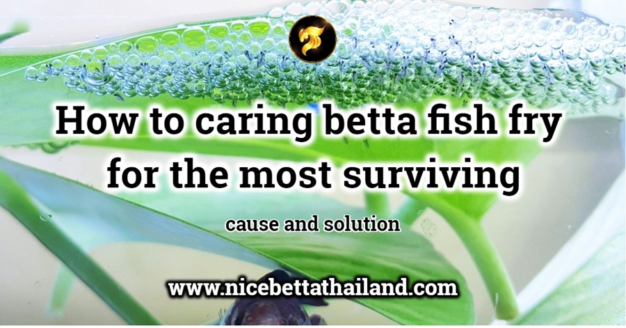 caring-betta-fish-fry