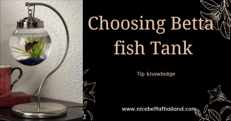 Choosing betta fish tank