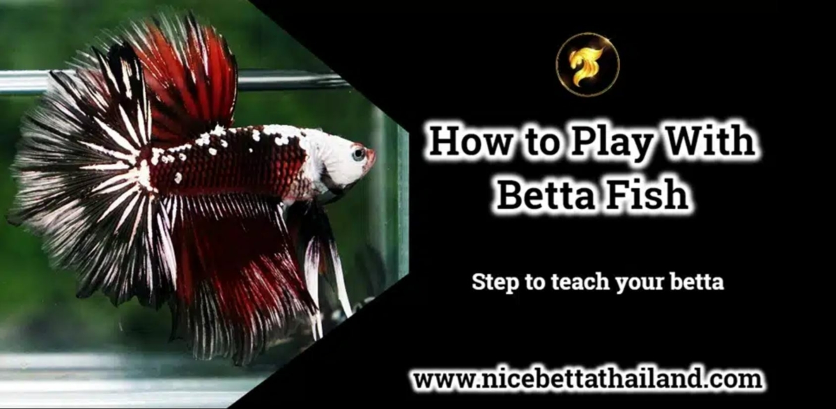 how-to-play-with-betta-fish