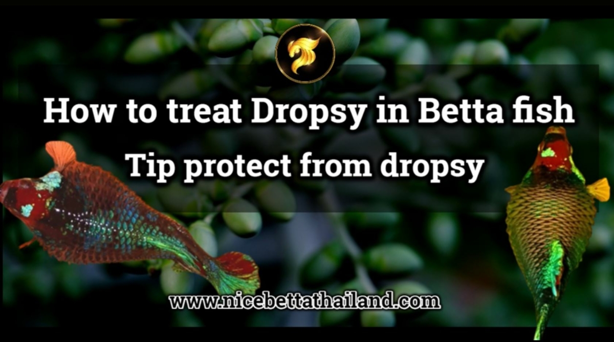 how-to-treat-dropsy-in-betta-fish